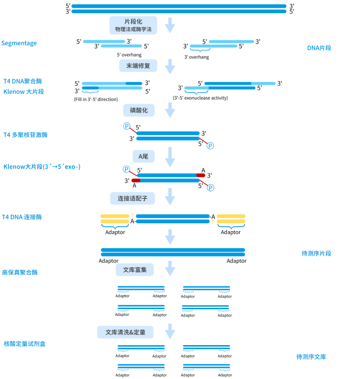 图1.文库制备流程