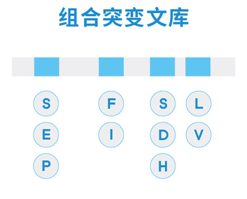 4. 组合突变文库