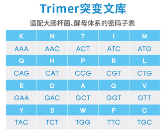 5.Trimer突变文库